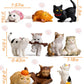 10PCS Mniature Realistic Cat Figurines,Kitty Collection Figurines set for Cat Keeper Lover,Cute Cat Animal Characters Figure for Cake Topper,Landscape