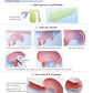 NewPath Digestive System 3-D Paper Model Making Kit - Individual Student Edition (24-7771)
