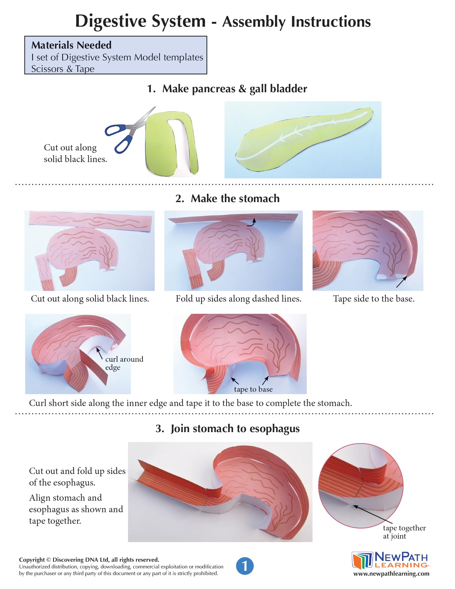 NewPath Digestive System 3-D Paper Model Making Kit - Individual Student Edition (24-7771)