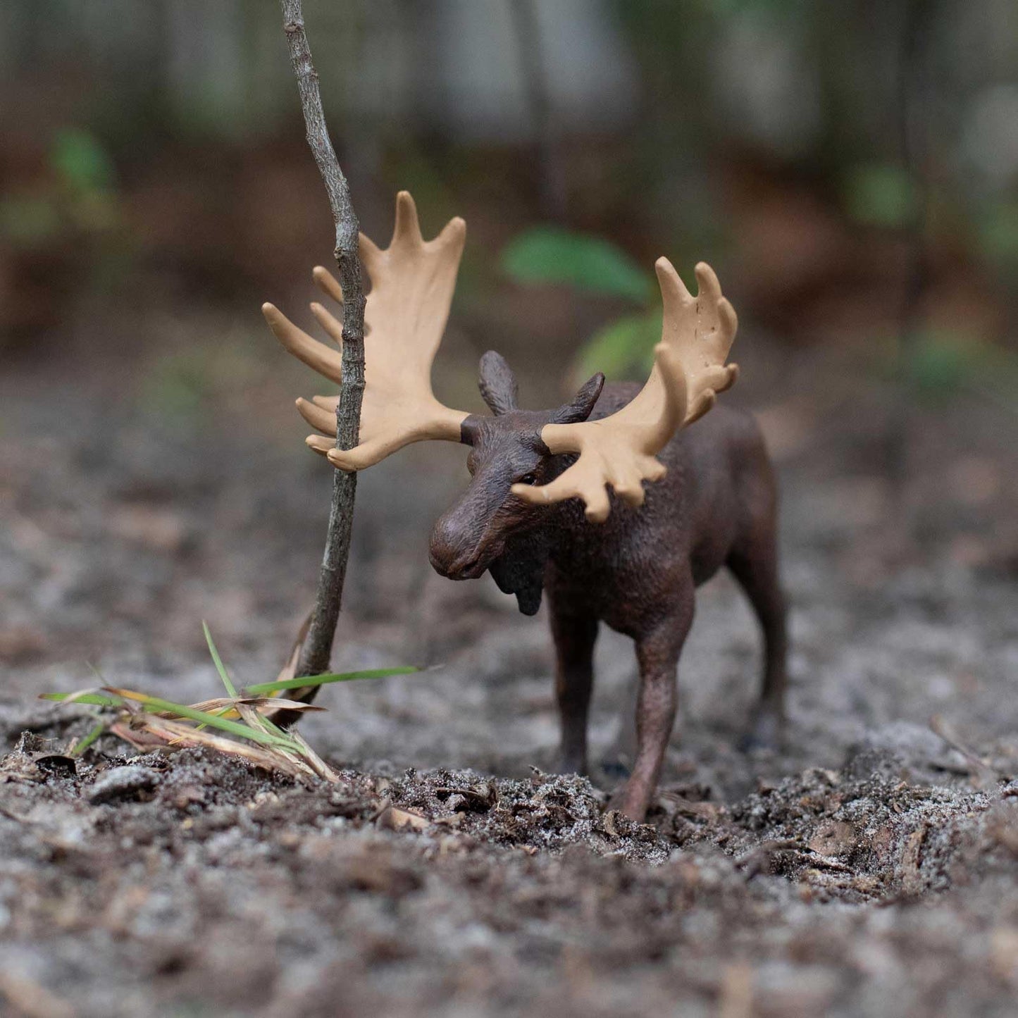 Safari Ltd. Moose Figurine - Realistic 5" Animal Figure - Educational Toy for Boys, Girls, and Kids Ages 1+