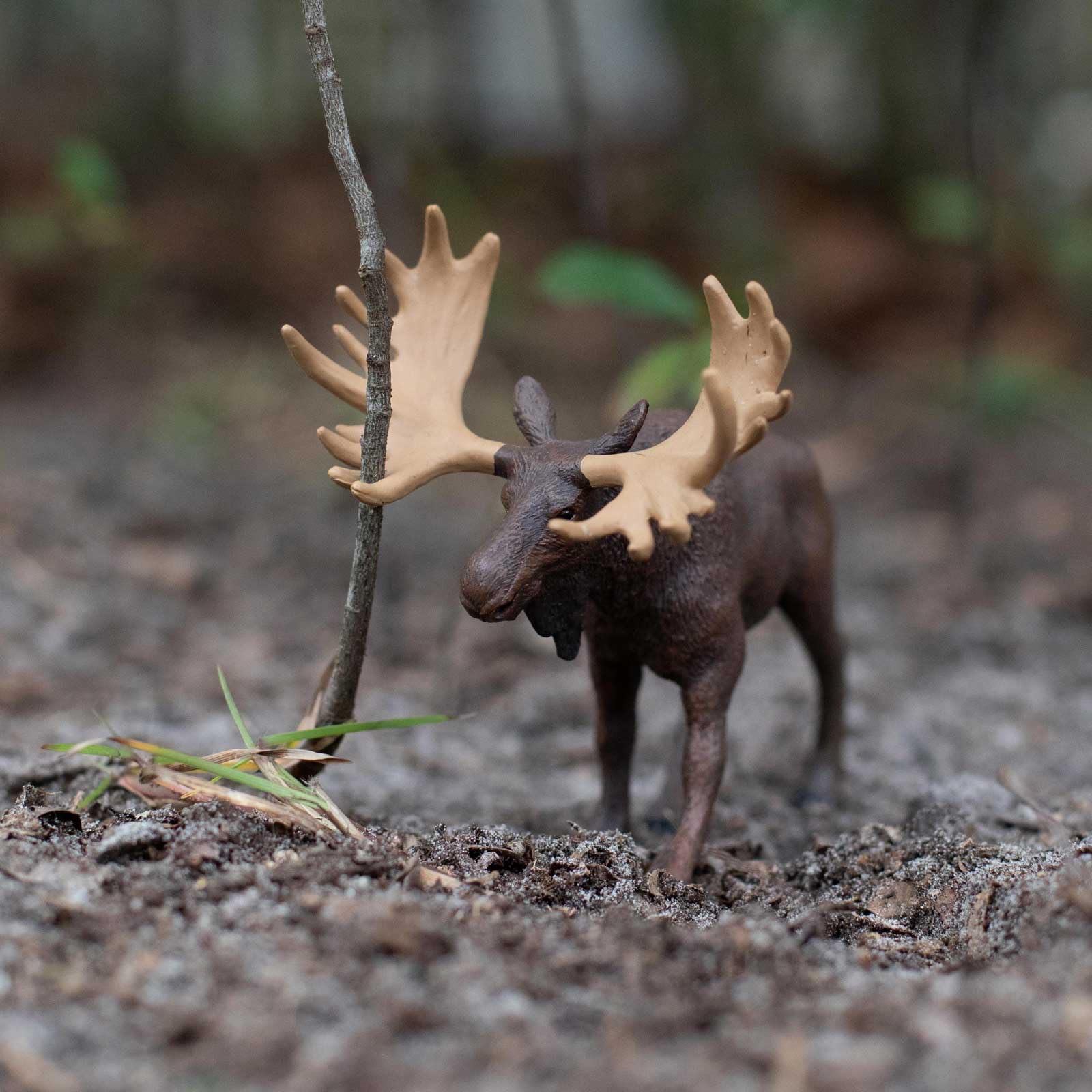 Safari Ltd. Moose Figurine - Realistic 5" Animal Figure - Educational Toy for Boys, Girls, and Kids Ages 1+