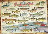Cobble Hill 1000 Piece Puzzle - Freshwater Fish of North America - Sample Poster Included