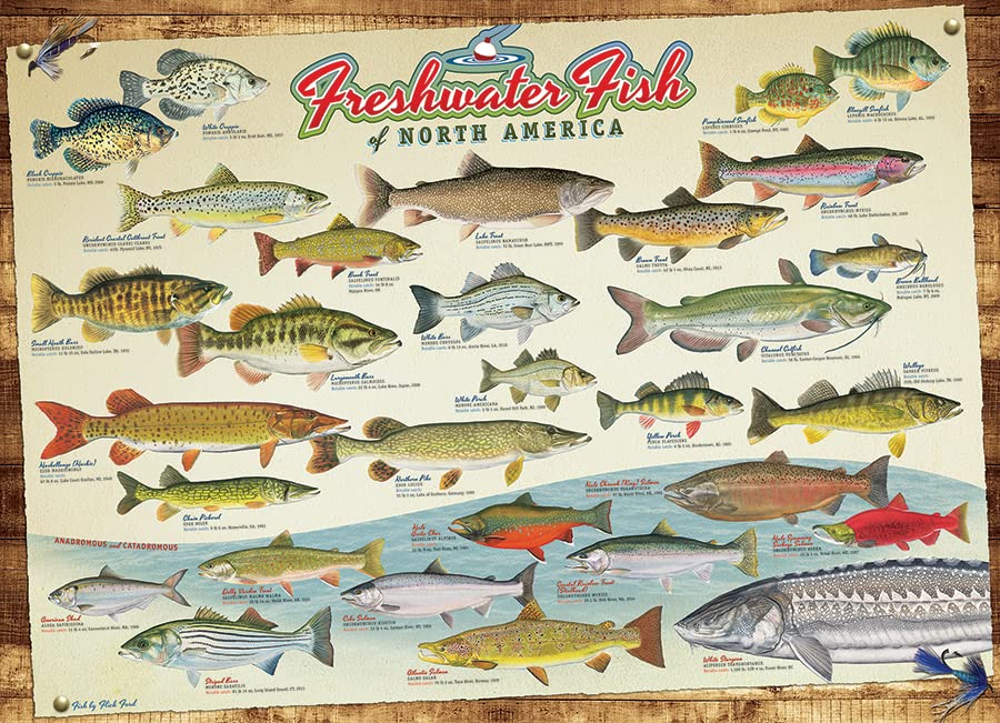 Cobble Hill 1000 Piece Puzzle - Freshwater Fish of North America - Sample Poster Included