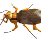 GIANTmicrobes Cockroach Plush - Learn About This Common Crawler with This Cuddly Plush, Unique Gift for Friends, Family, Educators, Students,