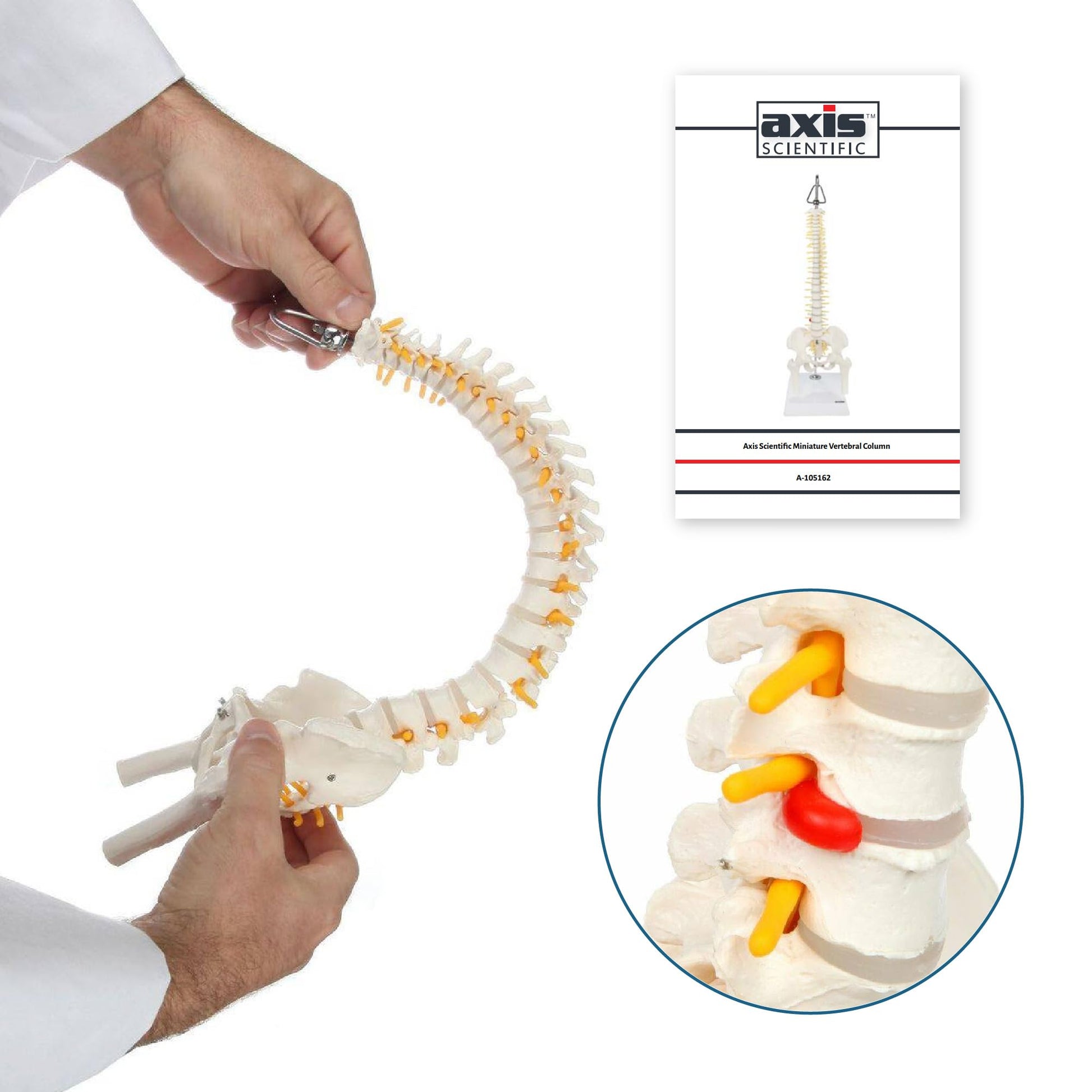 Axis Scientific 15.5" Miniature Spine Model, Vertebrae