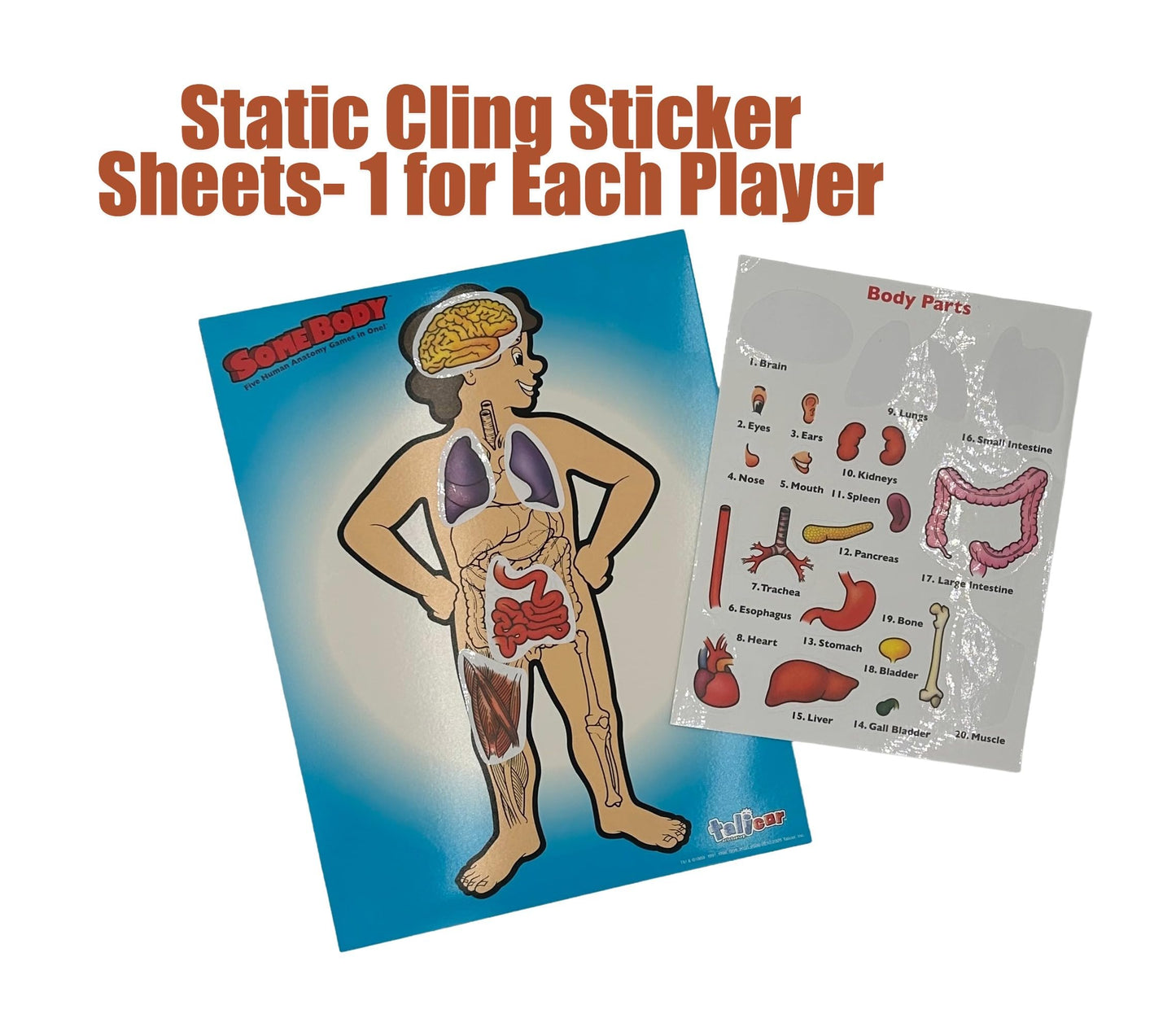 Somebody Human Anatomy Game - Educational Science Board Game for Kids Ages 6+ | Learn The Human Body, Organs & Systems | Talicor