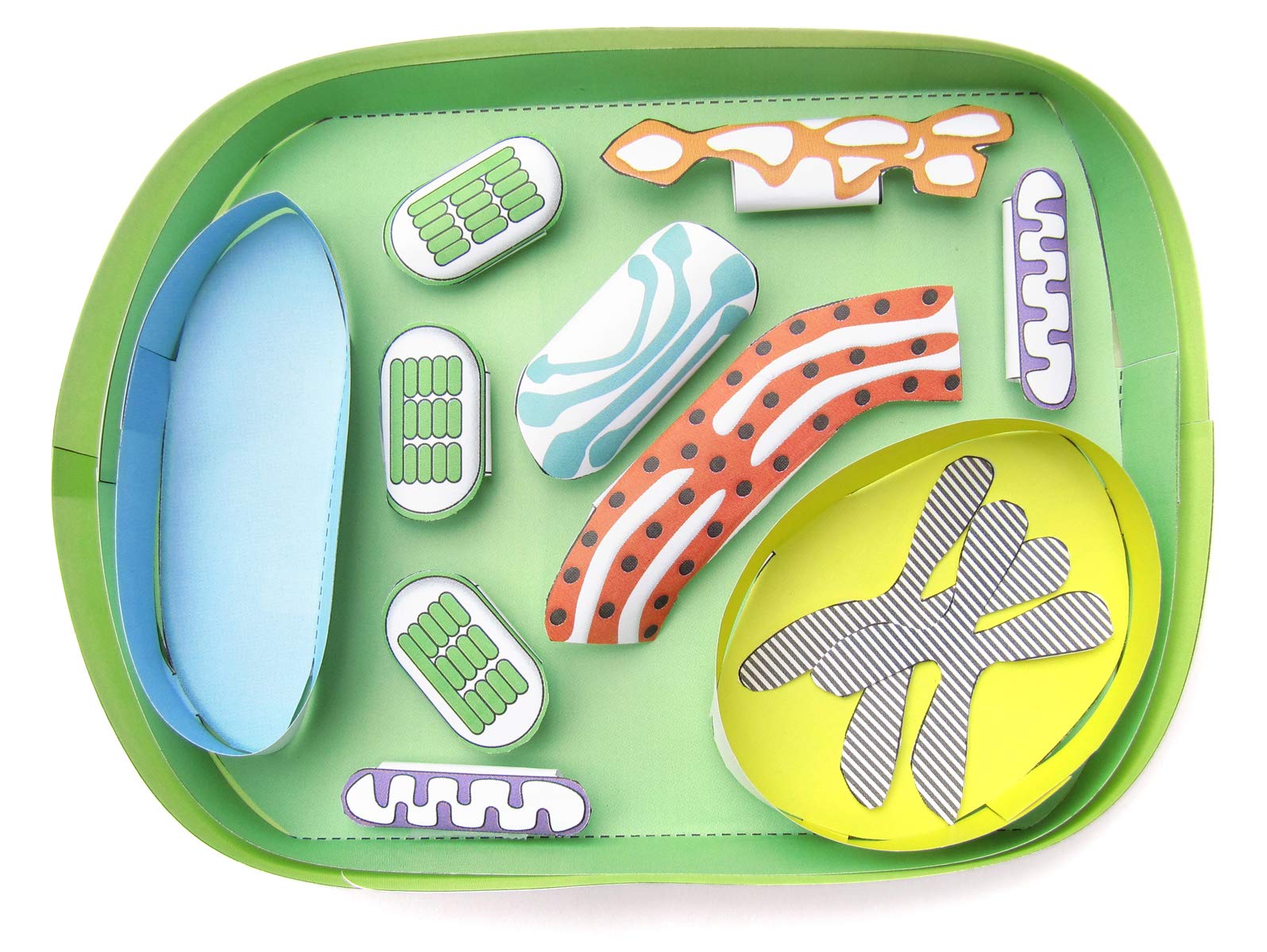 NewPath Simple Plant Cell 3-D Paper Model Making Kit - Individual Student Edition (17-7731)