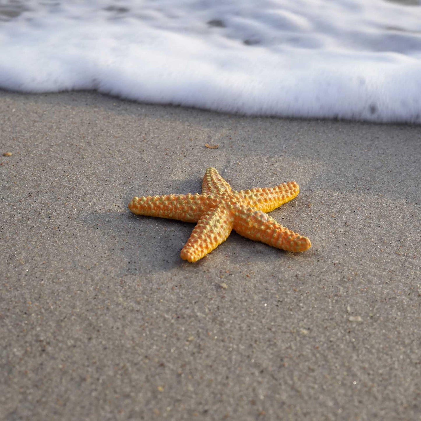 Safari Ltd. Starfish Figurine - Vibrant 4.5" Sea Star Figure - Educational Toy for Boys, Girls, and Kids Ages 3+