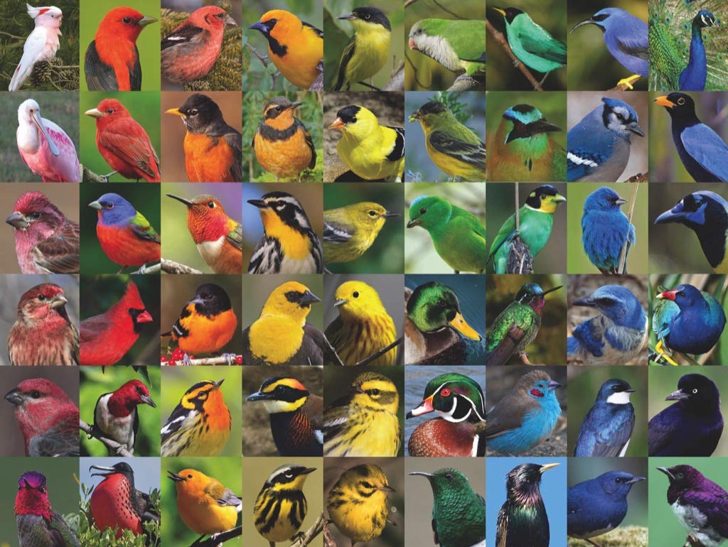 New York Puzzle Company - Cornell Lab Rainbow of Birds - 1000 Piece Jigsaw Puzzle for Adults