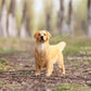 Lana Toys 1:6 Scale Golden Retriever Dog Pet Figure Realistic Animal Model