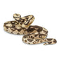 Safari Ltd. Boa Constrictor Figurine - Realistic 6" Snake Figure - Educational Toy for Boys, Girls, and Kids Ages 3+