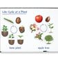 Learning Resources Giant Magnetic Plant Life Cycle - STEM Growing Seed, Montessori Tree , Biology Cards, Classroom Teacher Must Haves Activities