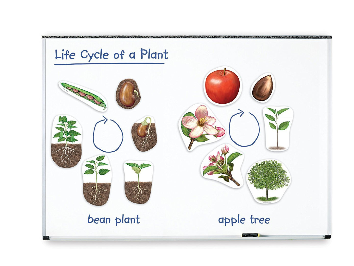Learning Resources Giant Magnetic Plant Life Cycle - STEM Growing Seed, Montessori Tree , Biology Cards, Classroom Teacher Must Haves Activities