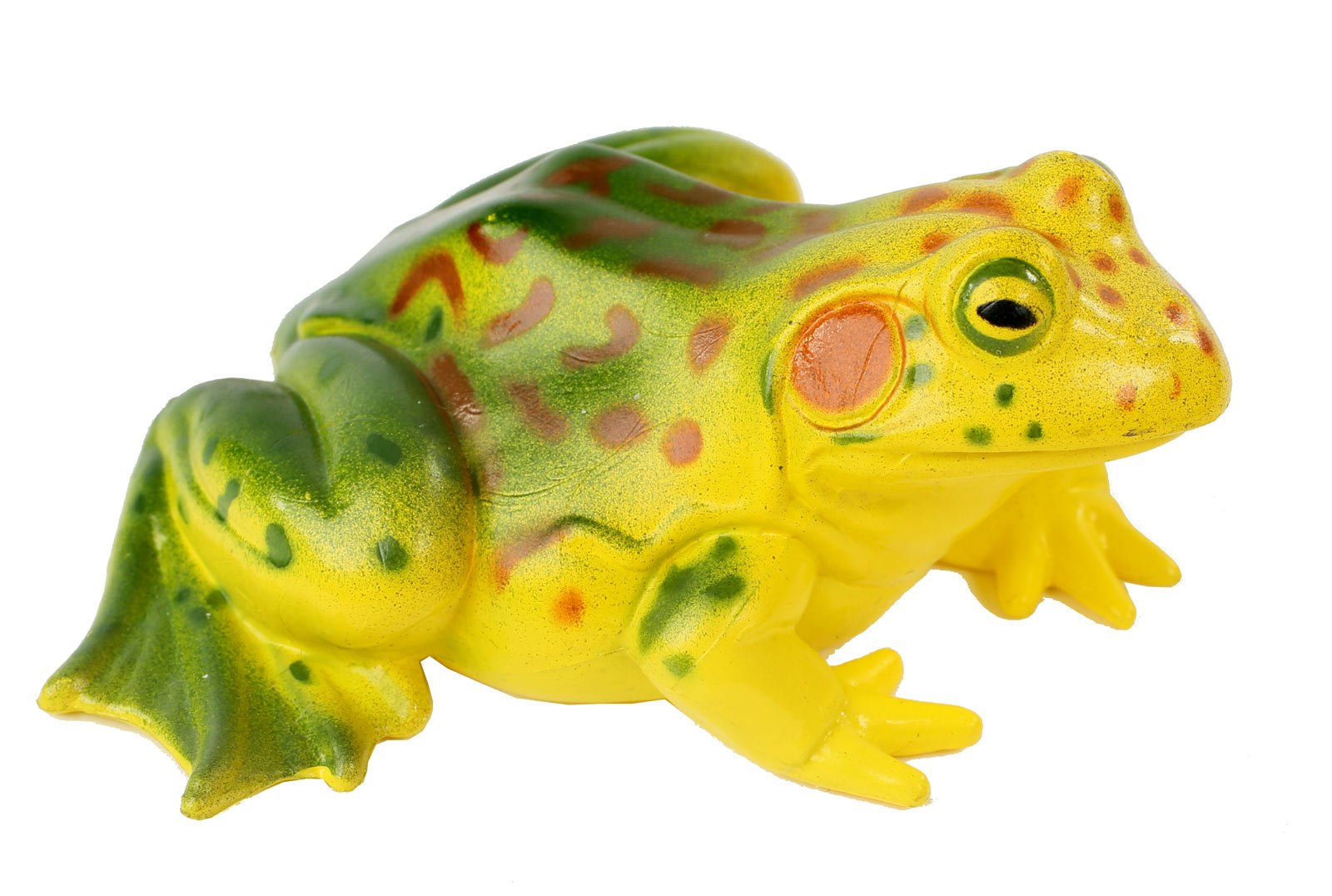 Insect Lore Frog Life Cycle Stages