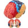 Avarstic Human Brain Model, Life Size Brain Anatomy Model, 2-Part PVC Brain Model with Laser-Engraved Numbers, Color-Coded Regions, Base & Reference