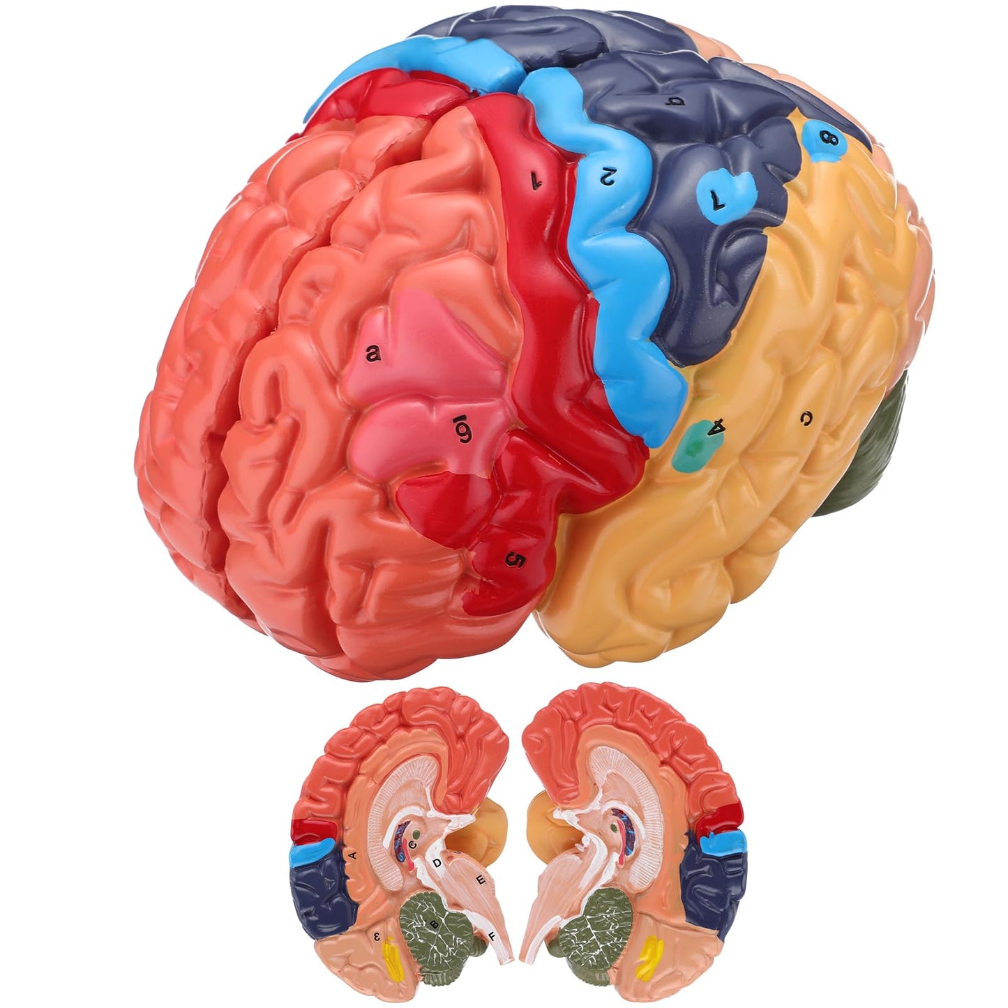 Avarstic Human Brain Model, Life Size Brain Anatomy Model, 2-Part PVC Brain Model with Laser-Engraved Numbers, Color-Coded Regions, Base & Reference