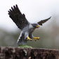 Safari Ltd. Peregrine Falcon Figurine - Detailed 3.75" Wingspan Plastic Model Figure - Fun Educational Bird Play Toy for Boys, Girls & Kids Ages 3+