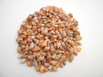 1/2 lb (1000+) Beautiful Tiny Peach Melissa Mini Shells Seashells (1/4"-1/2") Beach Craft Hobby Nautical