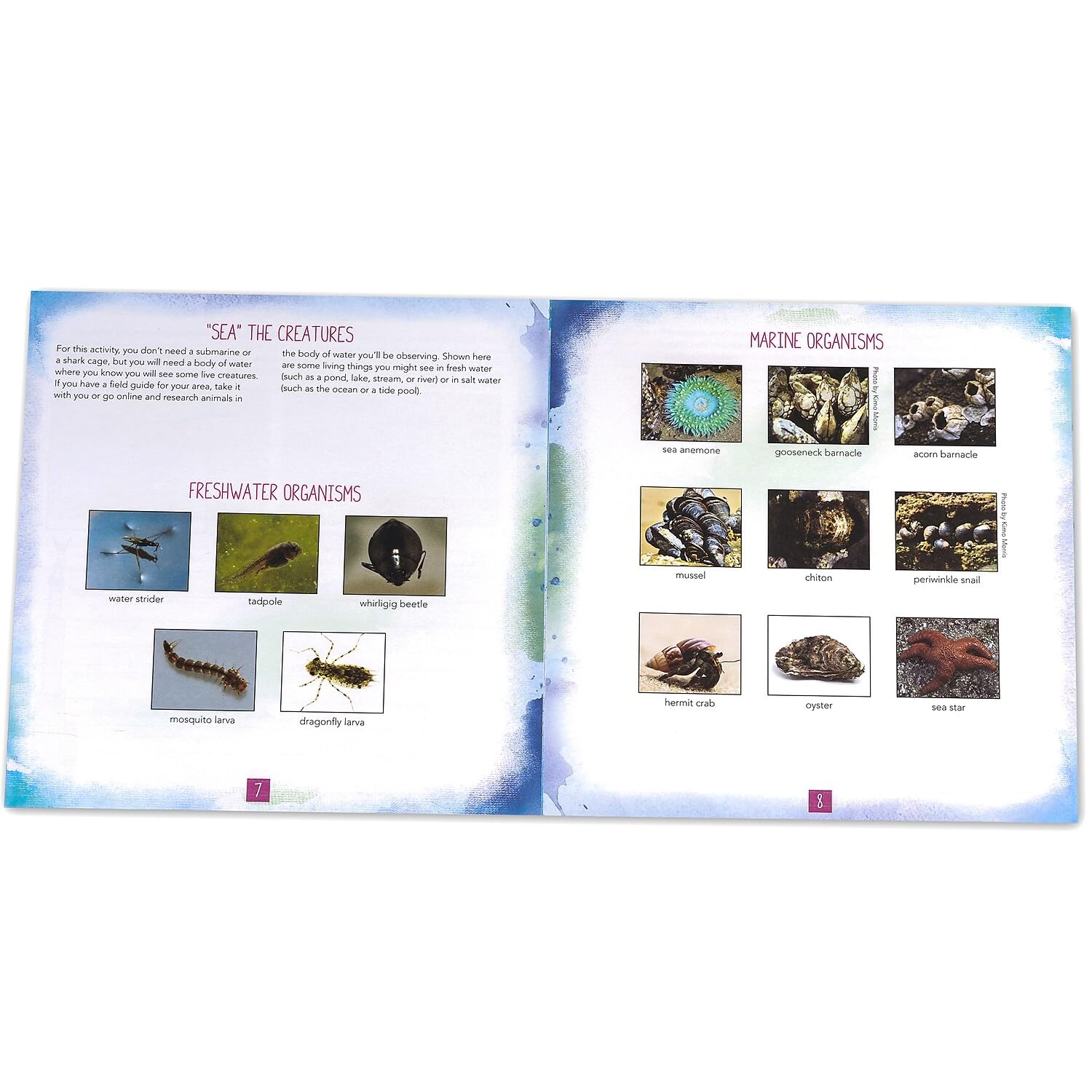 Educational Insights Nancy B's Science Club AquaScope, Explore Underwater Without Getting Wet, Includes Magnifier & LED Flashlight, Ages 8+