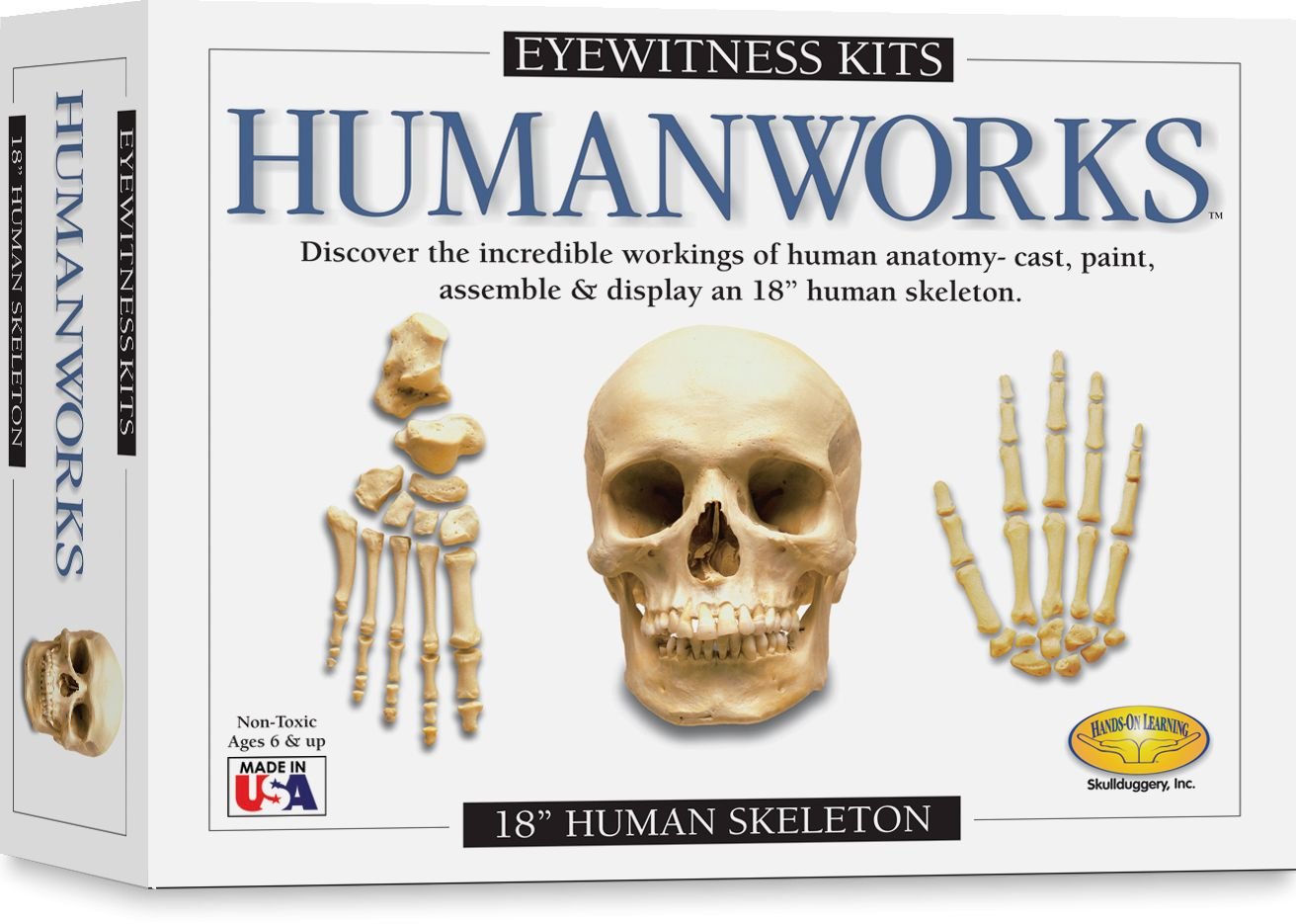 Skullduggery Eyewitness Kits Humanworks Human Skeleton Craft Kit