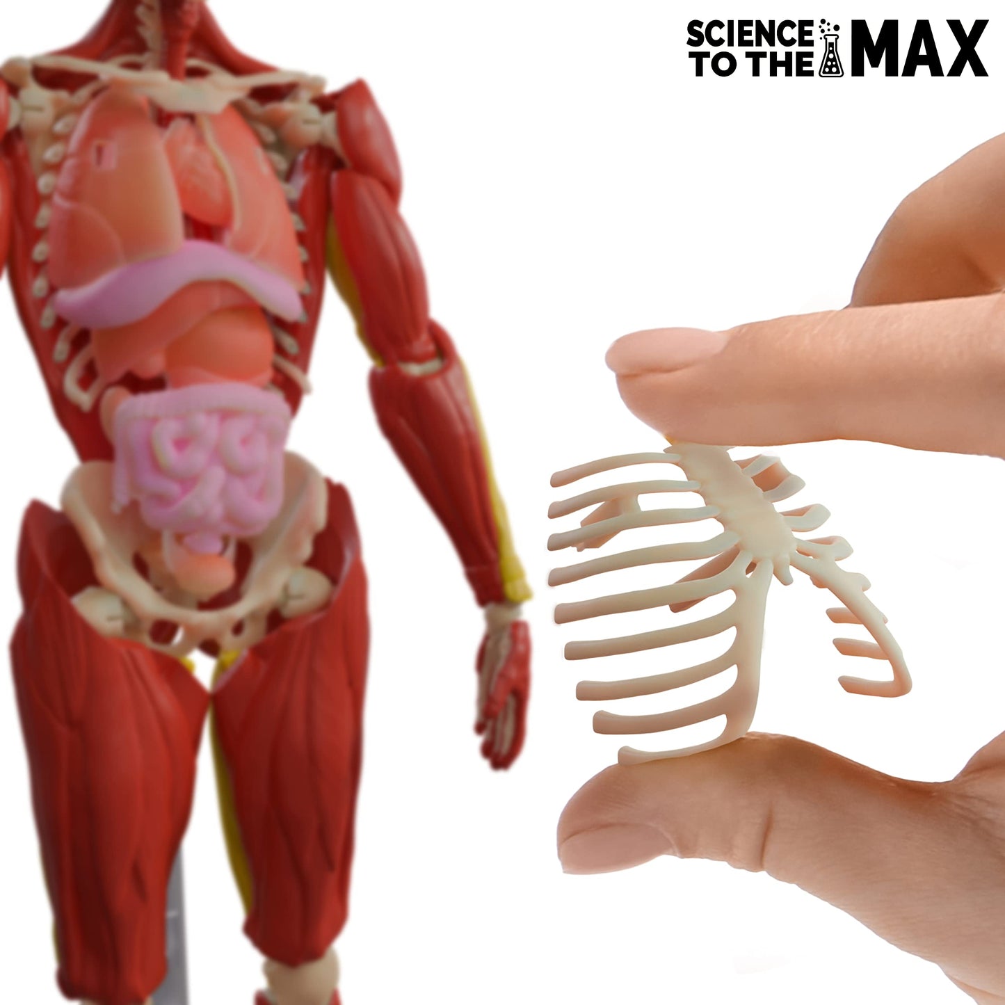 Be Amazing! Toys Interactive Human Body Anatomy Figure, 60 Pieces, Ages 8+