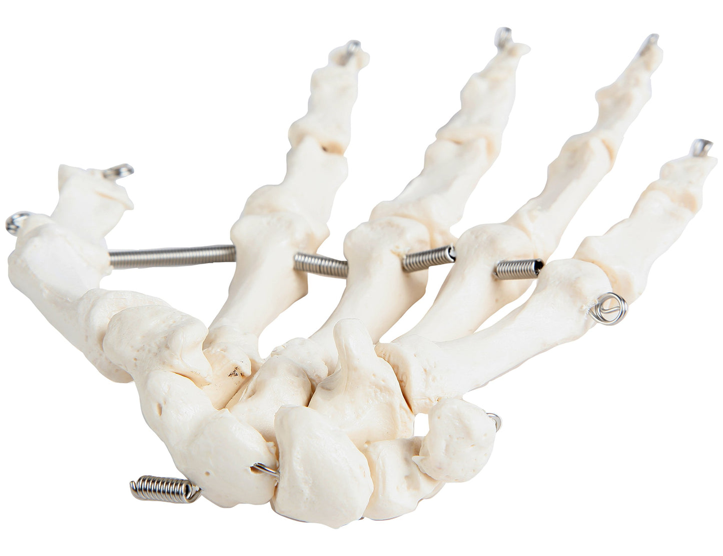 Axis Scientific Skeletal Hand, Left