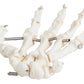 Axis Scientific Skeletal Hand, Right