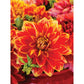 Bits and Pieces - 500 Piece Jigsaw Puzzle for Adults - 18" x 24" - Dutch Carnival Dahlia - 500 pc Red Orange Spring Flowers Jigsaw