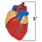 Learning Resources Cross-Section Human Heart Model - Practice Anatomy, Cardiology Artery and Veins Study Tools, Classroom Must Haves, STEM Student