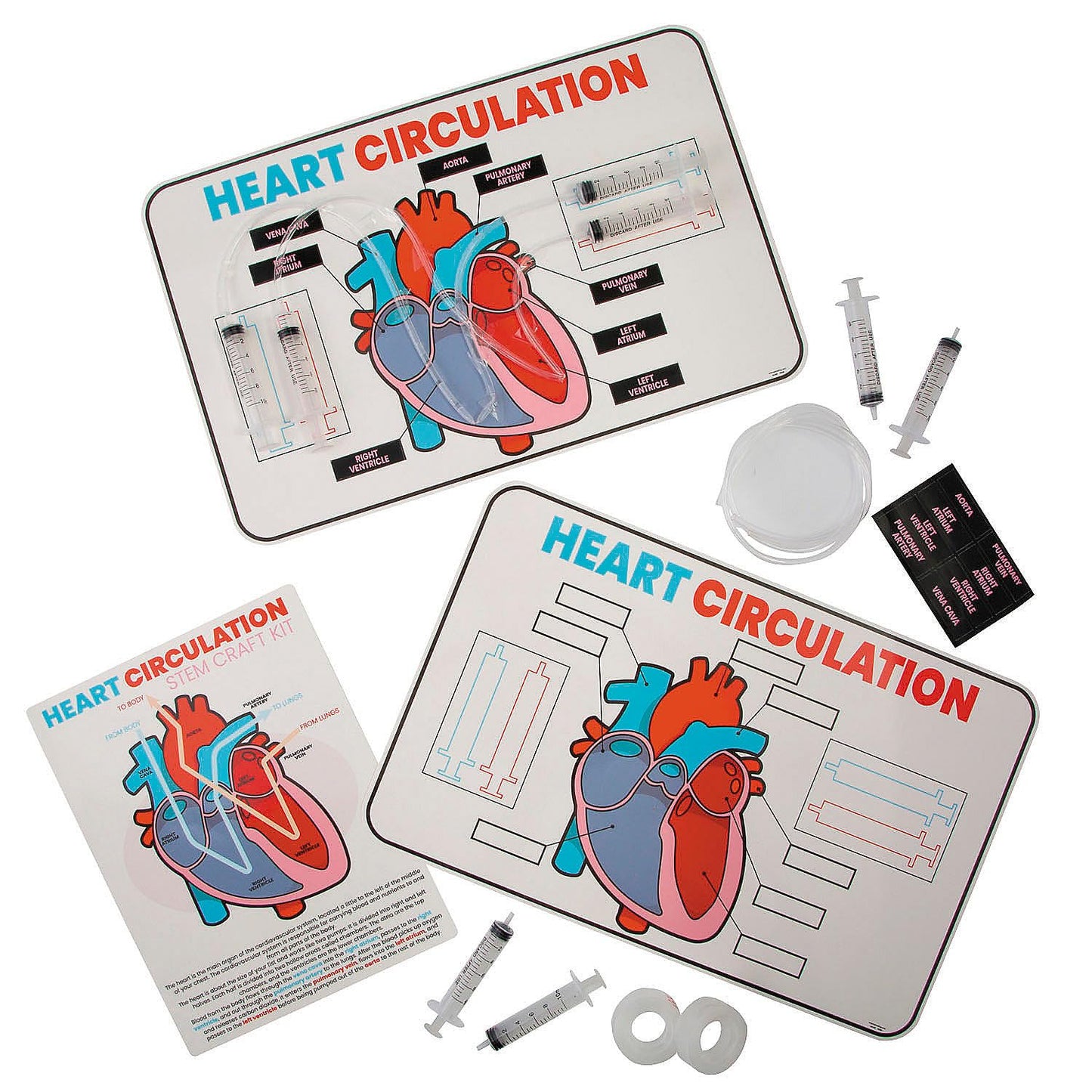 Fun Express 17" x 11" STEM Heart Circulation Activity Learning Challenge Craft Kit - Makes 12