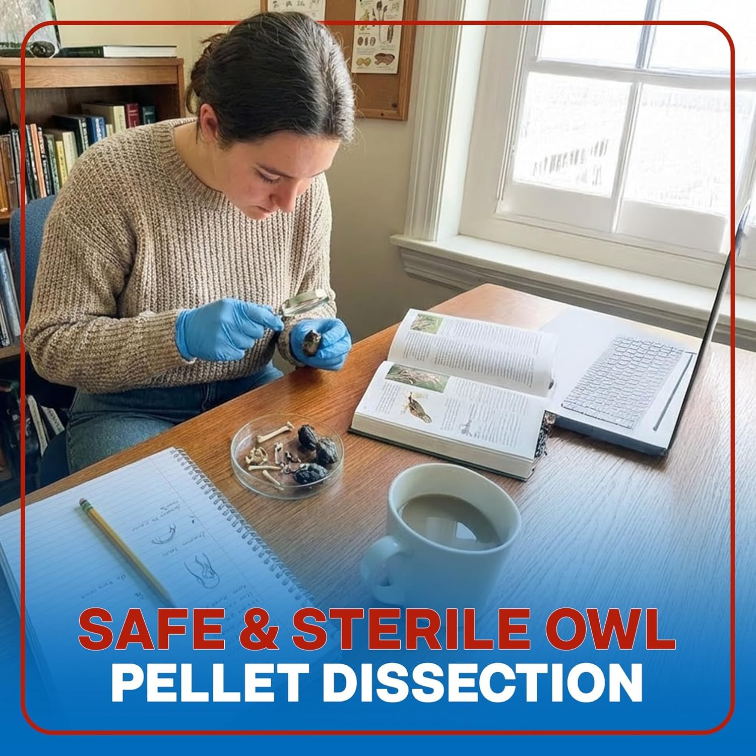 Oregon Owl Pellets Dissection Kit, 6 Large Pellets with Tools and Bone Chart - Classroom Science