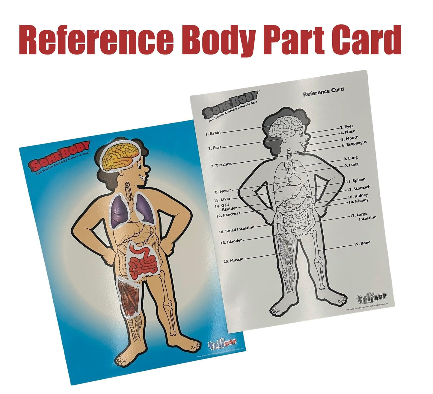 Somebody Human Anatomy Game - Educational Science Board Game for Kids Ages 6+ | Learn The Human Body, Organs & Systems | Talicor