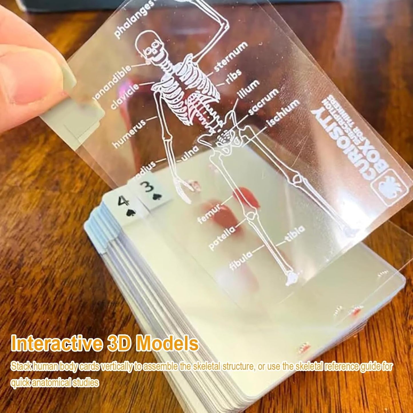 AKLOZYX The Body Deck Transparent Anatomy Playing Cards, 3D Skeleton Design, Educational Card Game, 54 Cards (1 Pack)