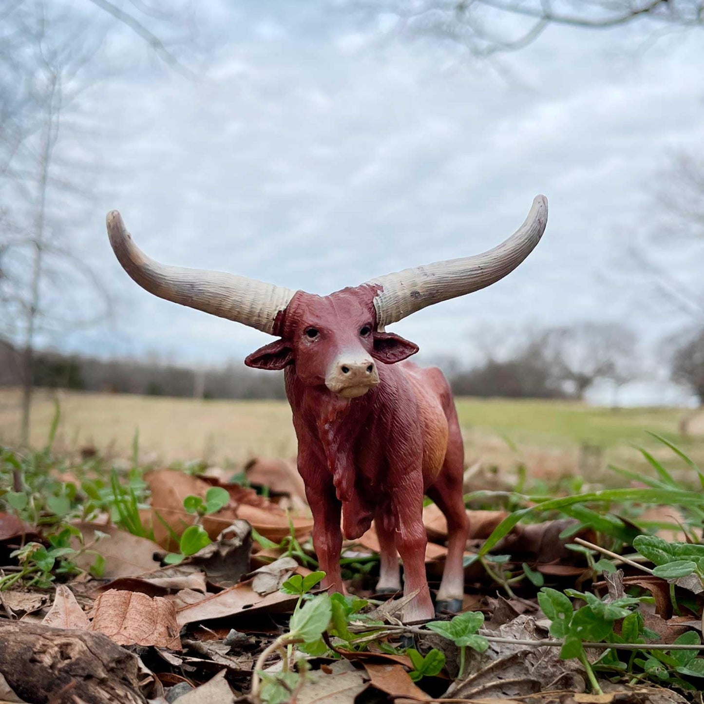 Safari Ltd. Watusi Bull Figurine - Detailed 6" Plastic Cow Figure - Educational Farm Animal Toy for Boys, Girls, and Kids Ages 3+