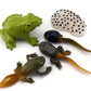 Gemini&Genius Life Cycle of Frog Figurines, Bullfrog Growth Diary Figures