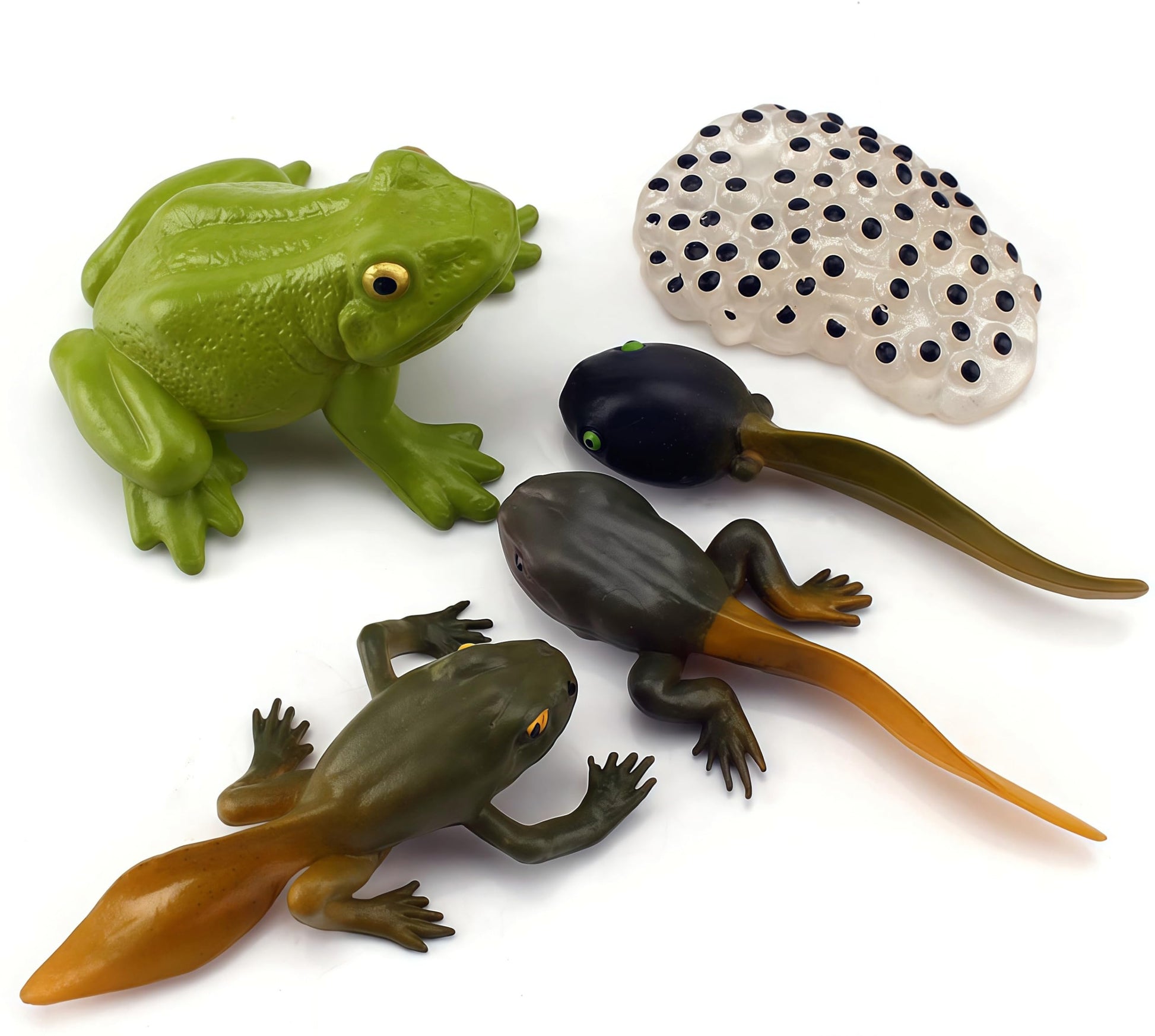 Gemini&Genius Life Cycle of Frog Figurines, Bullfrog Growth Diary Figures