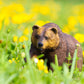 Safari Ltd. Grizzly Bear Figure - Realistic 9" Brown Bear Model - Educational Toy for Boys, Girls, and Kids Ages 1+