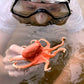 Safari Ltd. Octopus Figurine - Detailed 5" Plastic Model Figure - Fun Educational Play Toy for Boys, Girls & Kids Ages 3+