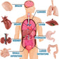 Liberty Imports 8 PCS Human Organs Toy Body Parts Figurines - 3D Mini Anatomy Model Realistic Teaching Prop - Brain, Heart, Lung, Liver, Stomach