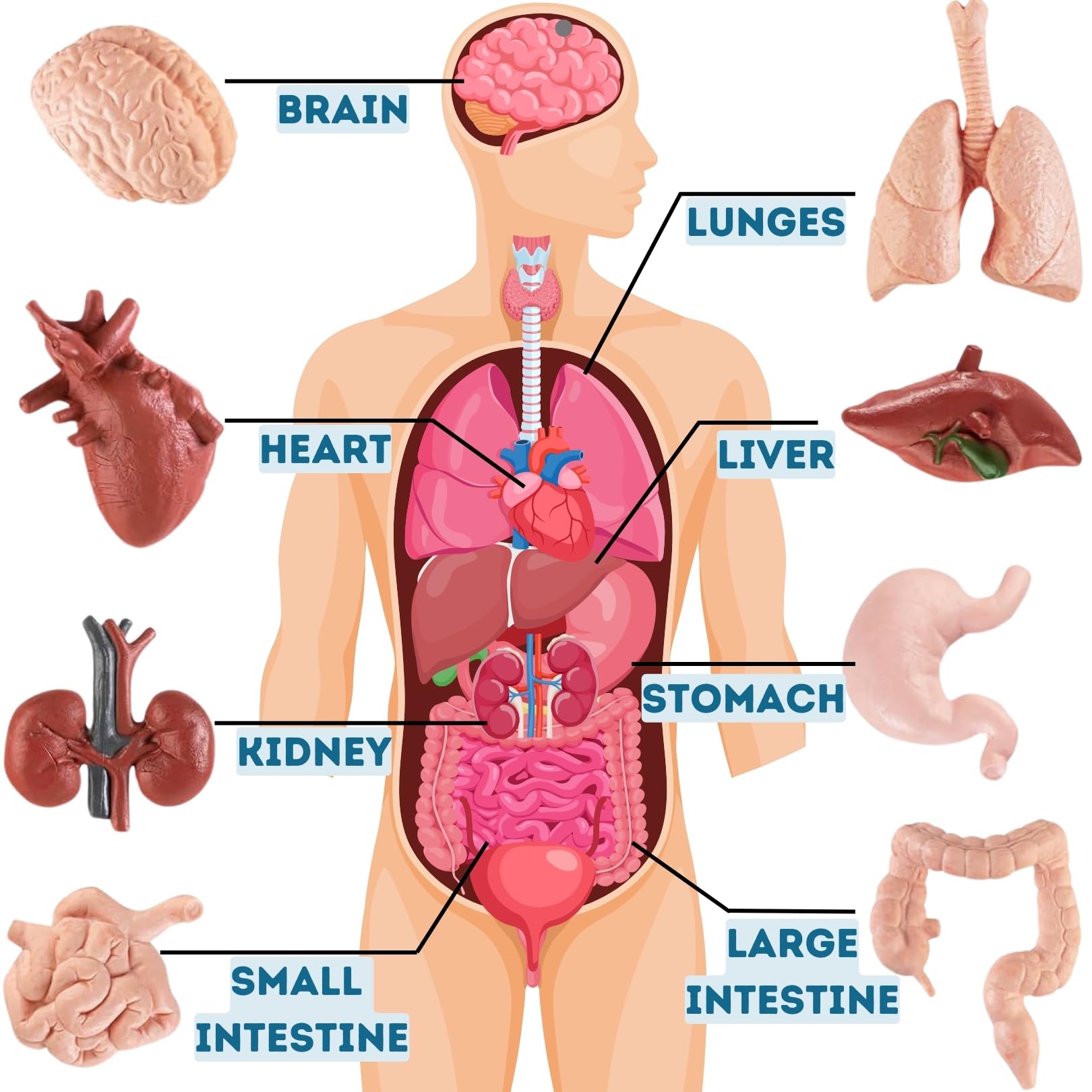 Liberty Imports 8 PCS Human Organs Toy Body Parts Figurines - 3D Mini Anatomy Model Realistic Teaching Prop - Brain, Heart, Lung, Liver, Stomach