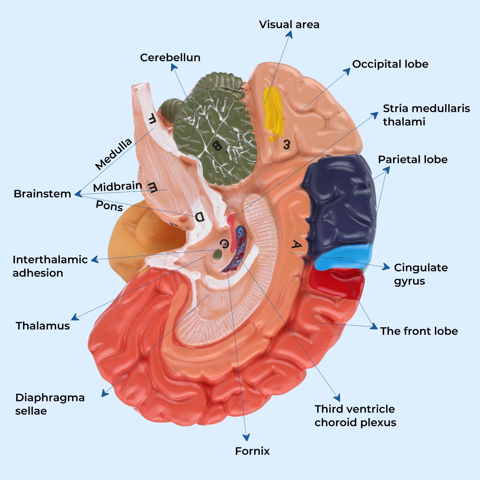 Avarstic Human Brain Model, Life Size Brain Anatomy Model, 2-Part PVC Brain Model with Laser-Engraved Numbers, Color-Coded Regions, Base & Reference