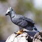 Safari Ltd. Harpy Eagle Figurine - Detailed 3" Plastic Model Figure - Fun Educational Play Toy for Boys, Girls & Kids Ages 3+