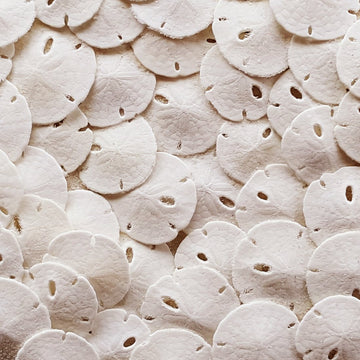 Real Sand Dollars for Crafts, White Natural Mini Shells Under 1" in, 50pcs