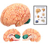Avarstic Human Brain Model, 8-Part Life Size Magnetic Detachable Brain Anatomy Model, 32 Numbered Brain Structures, PVC Anatomical Brain Model