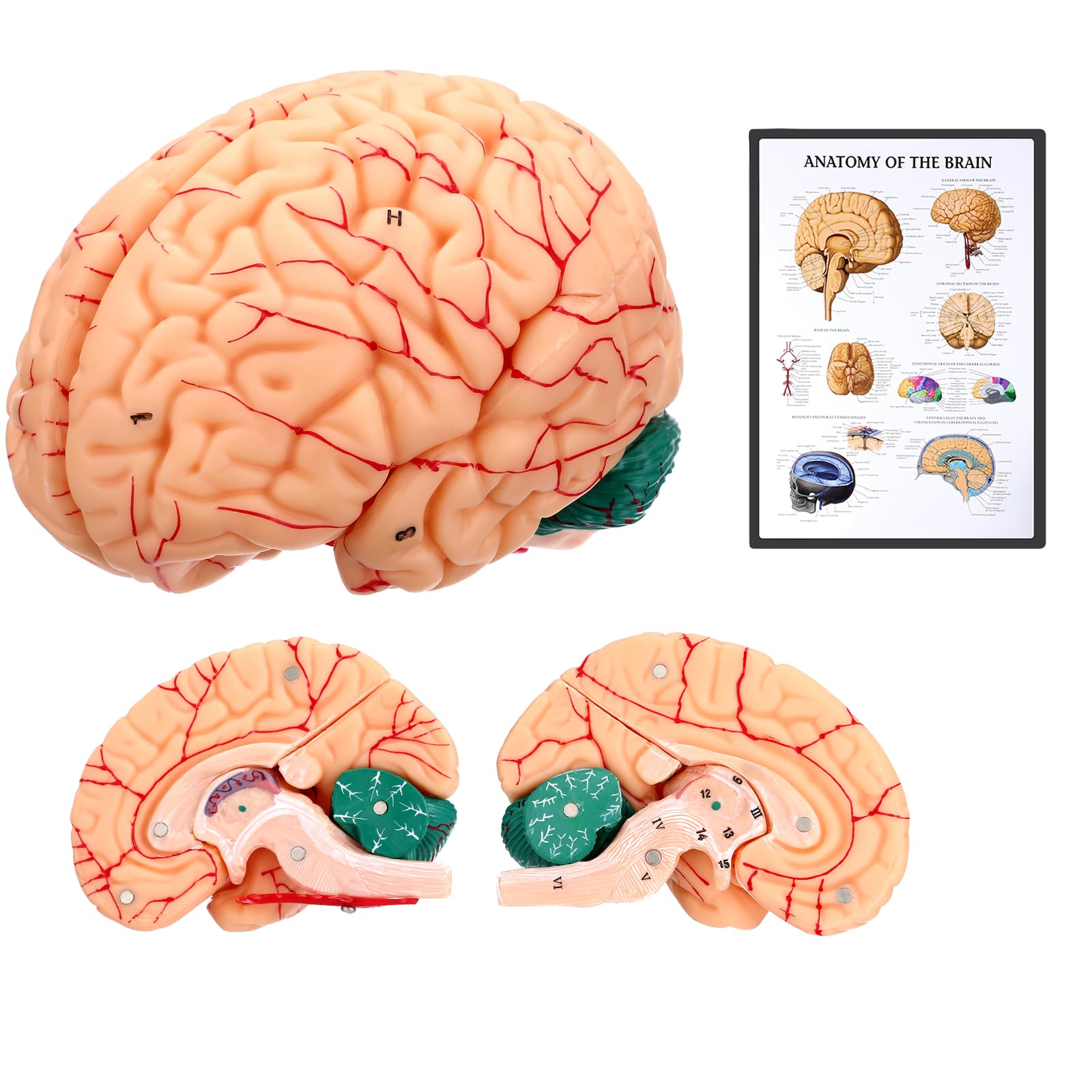 Avarstic Human Brain Model, 8-Part Life Size Magnetic Detachable Brain Anatomy Model, 32 Numbered Brain Structures, PVC Anatomical Brain Model