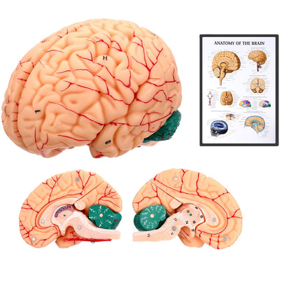 Avarstic Human Brain Model, 8-Part Life Size Magnetic Detachable Brain Anatomy Model, 32 Numbered Brain Structures, PVC Anatomical Brain Model