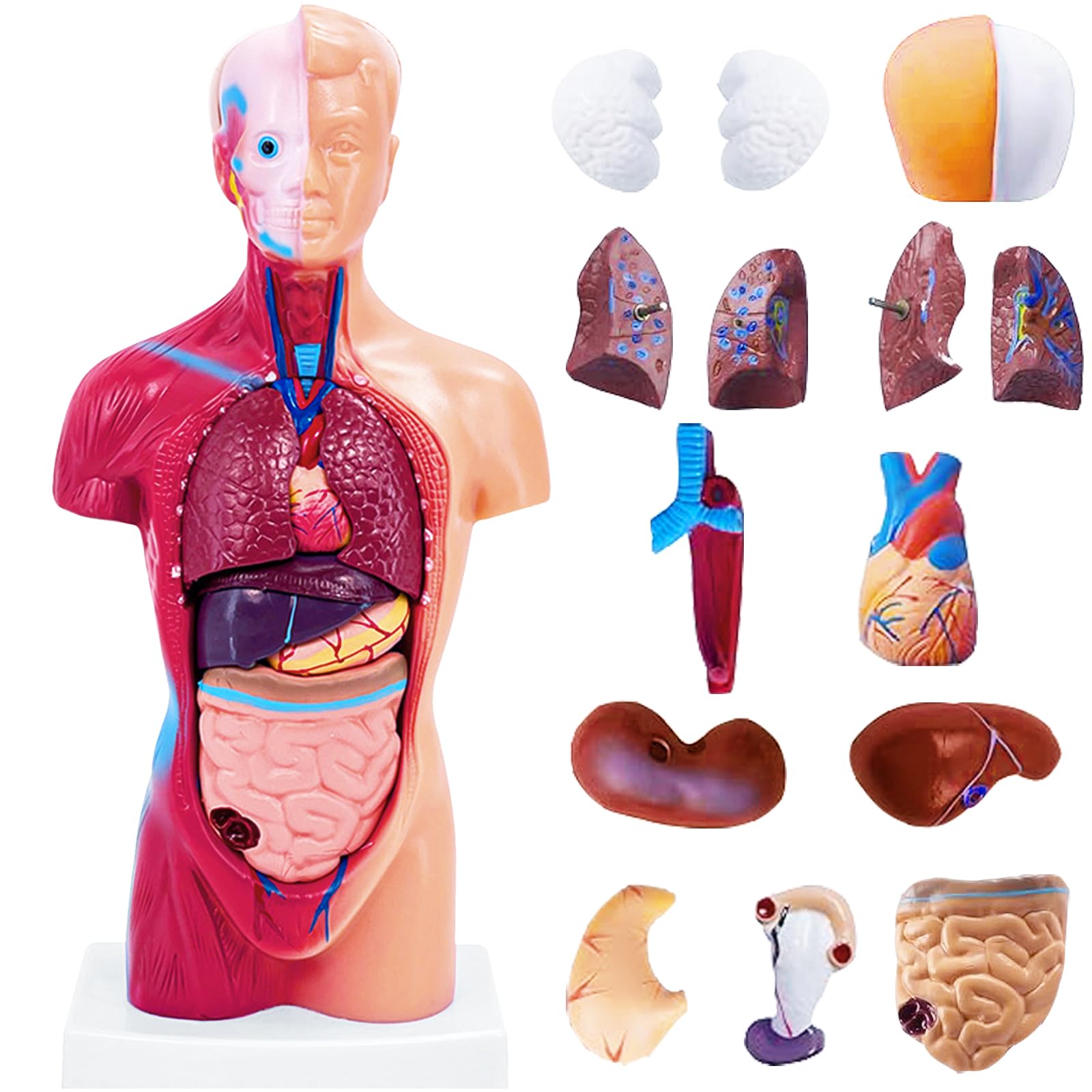 11 Inch Small Human Body Model for Anatomy Study - 15 Detachable Parts Educational Torso with Internal Organs, DIY Assembly Anatomy Model