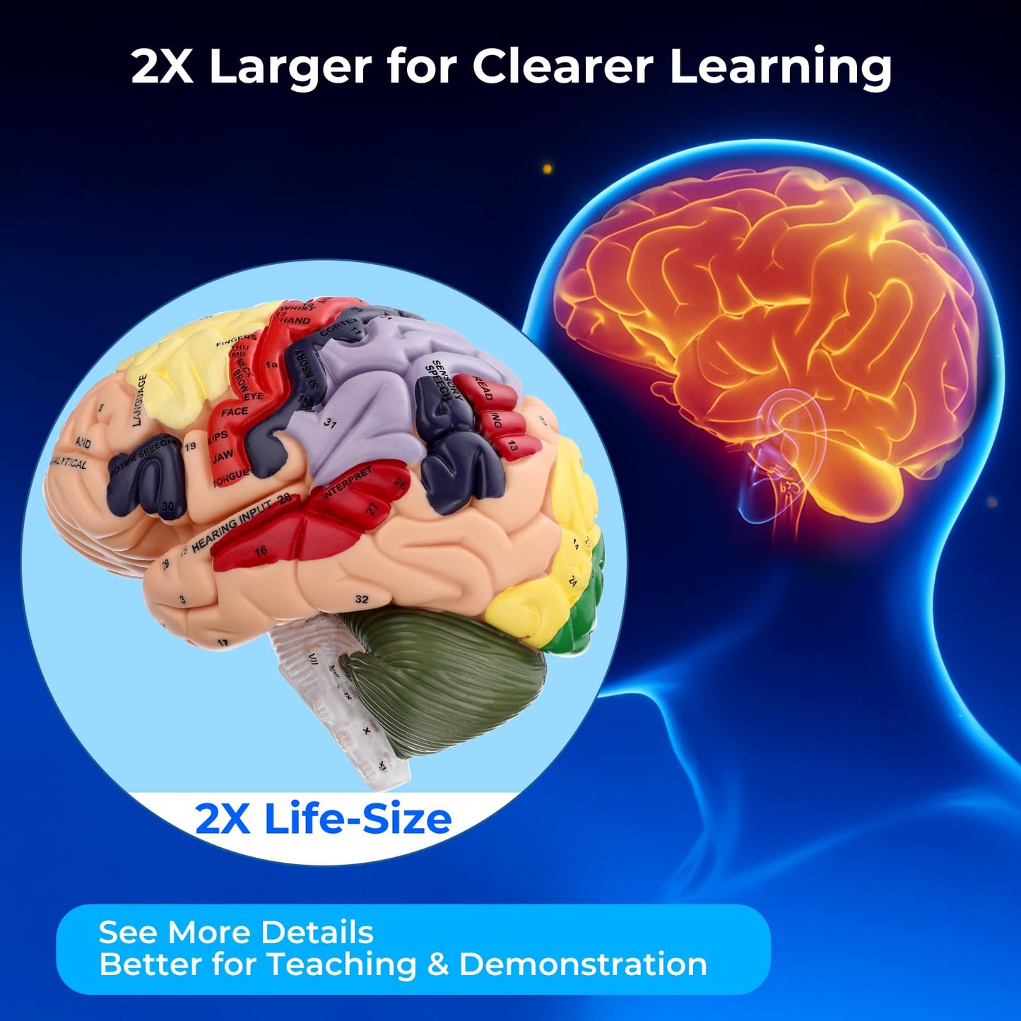 Avarstic Human Brain Model, 2X Life Size Brain Anatomy Model, 4-Part Magnetic Detachable Brain Model with 131 Laser-Engraved Brain Structure Labels