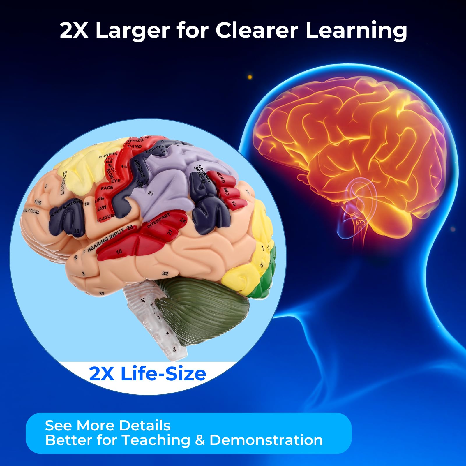 Avarstic Human Brain Model, 2X Life Size Brain Anatomy Model, 4-Part Magnetic Detachable Brain Model with 131 Laser-Engraved Brain Structure Labels