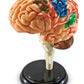 Learning Resources Brain Model - Anatomy and Science Classroom Must Haves, Neuro Health and Human Body Model, STEM Study Tools, Back to School Kits